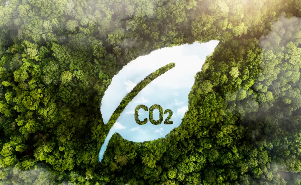 Forêt et CO2 — transition bas-carbone